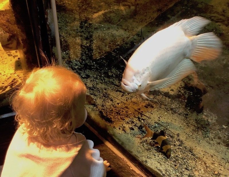 Et lite barn ser på en stor fisk